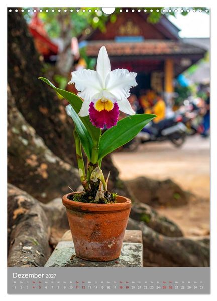 Produktbild: K&ouml;nigin Cattleya (Wandkalender 2027 DIN A3 hoch), CALVENDO Monatskalender