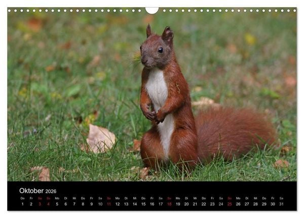 Produktbild: Artist im Garten. Das Eichh&ouml;rnchen (Wandkalender 2026 DIN A3 quer), CALVENDO Monatskalender