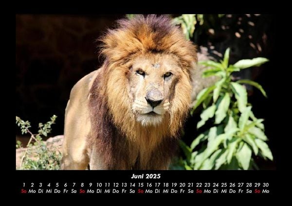 Produktbild: Zoobewohner 2025 Fotokalender DIN A3