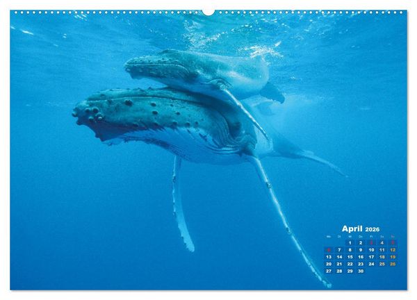 Produktbild: Buckelwale: Aus den blauen Tiefen der Ozeane (Wandkalender 2026 DIN A2 quer), CALVENDO Monatskalender