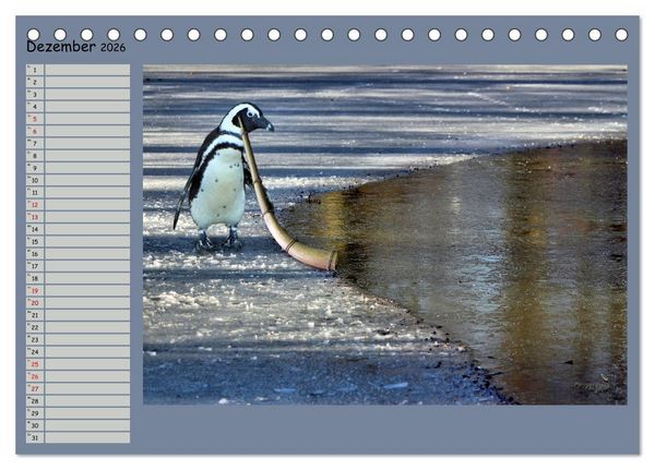 Produktbild: Pinguine privat Planer (Tischkalender 2026 DIN A5 quer), CALVENDO Monatskalender