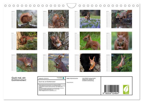 Produktbild: Guck mal, ein Eichh&ouml;rnchen! (Wandkalender 2026 DIN A4 quer), CALVENDO Monatskalender
