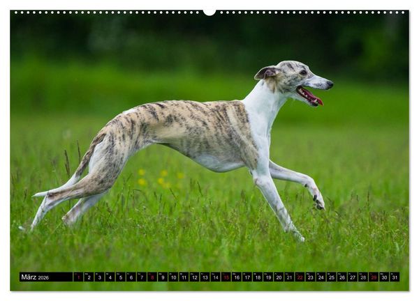 Produktbild: Schnell wie der Wind - Whippet (Wandkalender 2026 DIN A2 quer), CALVENDO Monatskalender