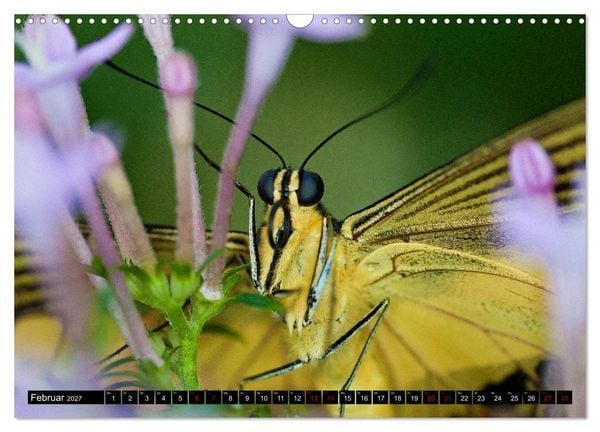 Produktbild: Fliegende Wunderwesen. Schmetterlinge weltweit, ganz nah (Wandkalender 2027 DIN A3 quer), CALVENDO Monatskalender