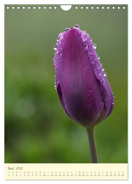 Produktbild: Bl&uuml;tenzauber im Garten (Wandkalender 2026 DIN A4 hoch), CALVENDO Monatskalender