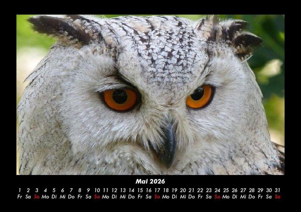 Produktbild: Vogelparadies 2026 Fotokalender DIN A3