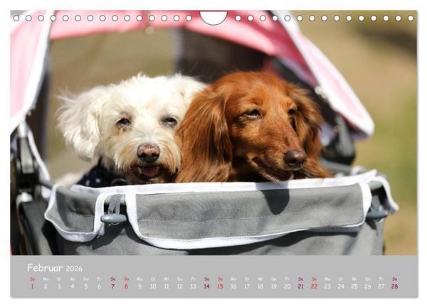 Produktbild: Dein Hund der treue Begleiter (Wandkalender 2026 DIN A4 quer), CALVENDO Monatskalender