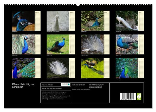 Produktbild: Pfaue. Pr&auml;chtig und schillernd (hochwertiger Premium Wandkalender 2026 DIN A2 quer), Kunstdruck in Hochglanz