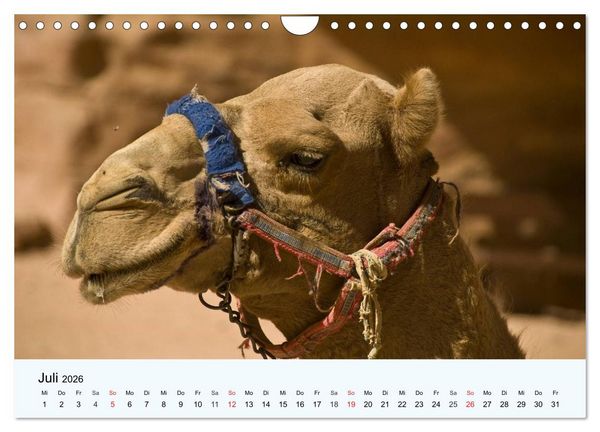 Produktbild: Die Kameliden. H&uuml;bsche Kamele, Lamas und Alpakas (Wandkalender 2026 DIN A4 quer), CALVENDO Monatskalender