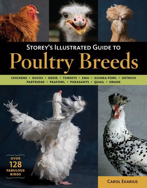 Produktbild: Storey's Illustrated Guide to Poultry Breeds