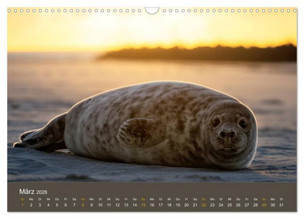 Produktbild: Robben auf der Helgol&auml;nder D&uuml;ne (Wandkalender 2026 DIN A3 quer), CALVENDO Monatskalender