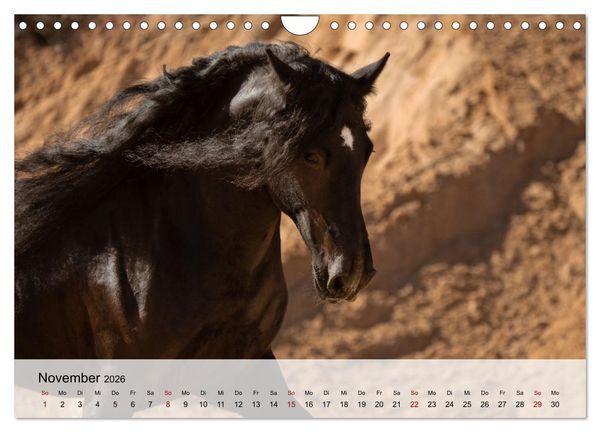 Produktbild: Pferde 2026 Kraft und Anmut (Wandkalender 2026 DIN A4 quer), CALVENDO Monatskalender