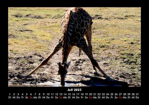Produktbild: Giraffen 2025 Fotokalender DIN A3