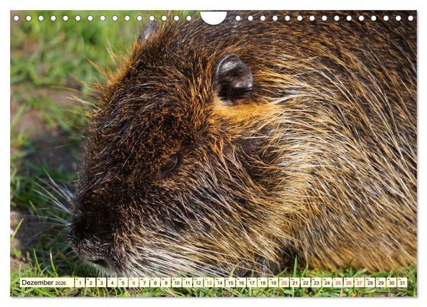 Produktbild: Nutrias Pei&szlig;nitzinsel Halle Saale (Wandkalender 2026 DIN A4 quer), CALVENDO Monatskalender