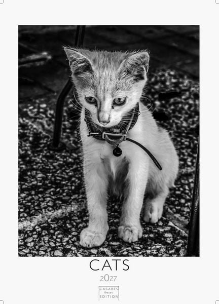 Produktbild: Cats schwarz-weiss Kalender 2027 &ndash; Wandkalender | Fotokalender Tierkalender schwarz-weiss 29x21cm - Katzenkalender | Perfekt f&uuml;r Katzenliebhaber und Tierkalenderfans