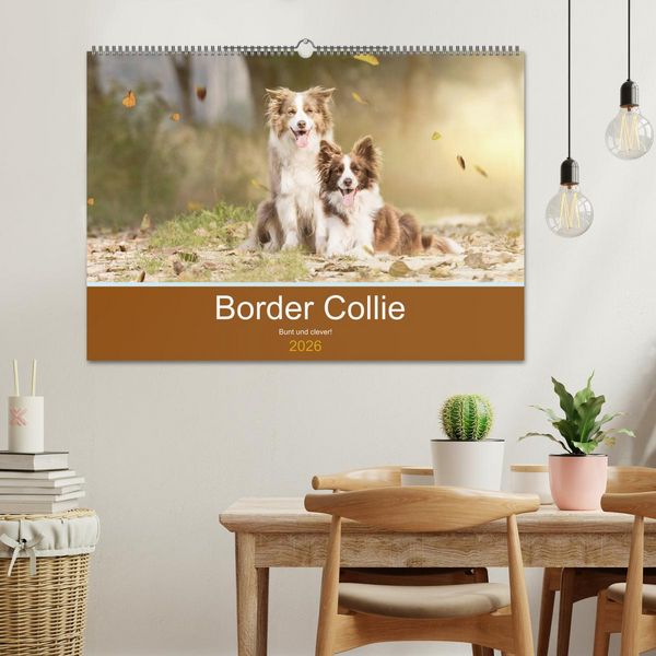 Produktbild: Border Collie - Bunt und clever! (Wandkalender 2026 DIN A2 quer), CALVENDO Monatskalender