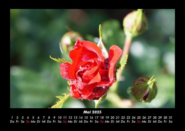 Produktbild: Rosentraum 2025 Fotokalender DIN A3