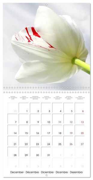 Produktbild: Tulipes &eacute;l&eacute;gantes (Calendrier mural carr&eacute; 2026 30x30 cm) Calendrier double avec une page pour vos prises de notes