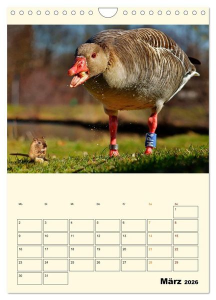 Produktbild: Lustig verr&uuml;ckt - der Tierkalender (Wandkalender 2026 DIN A4 hoch), CALVENDO Monatskalender