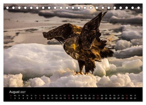 Produktbild: Seeadler - K&ouml;nige der L&uuml;fte (Tischkalender 2027 DIN A5 quer), CALVENDO Monatskalender