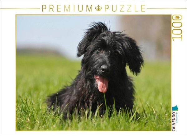 CALVENDO Puzzle Schafpudel Welpe | 1000 Teile Lege-Größe 64x48cm Foto-Puzzle für glückliche Stunden