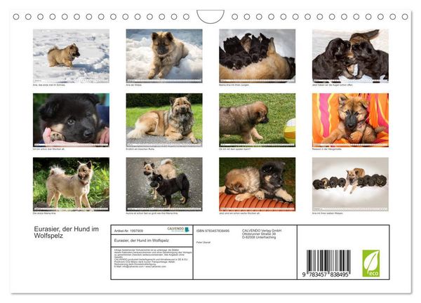 Produktbild: Eurasier, der Hund im Wolfspelz (Wandkalender 2026 DIN A4 quer), CALVENDO Monatskalender
