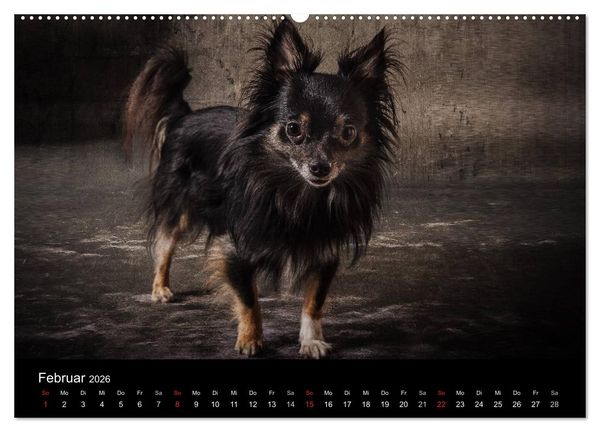 Produktbild: Urban Dogs - Hundekalender der anderen Art (Wandkalender 2026 DIN A2 quer), CALVENDO Monatskalender