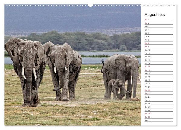 Produktbild: Elefanten . Wildlife in Kenia (hochwertiger Premium Wandkalender 2026 DIN A2 quer), Kunstdruck in Hochglanz