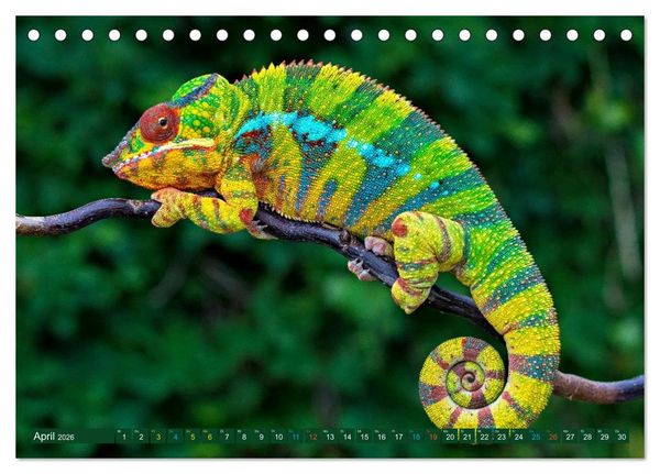 Produktbild: Cham&auml;leon - exotisches Reptil (Tischkalender 2026 DIN A5 quer), CALVENDO Monatskalender