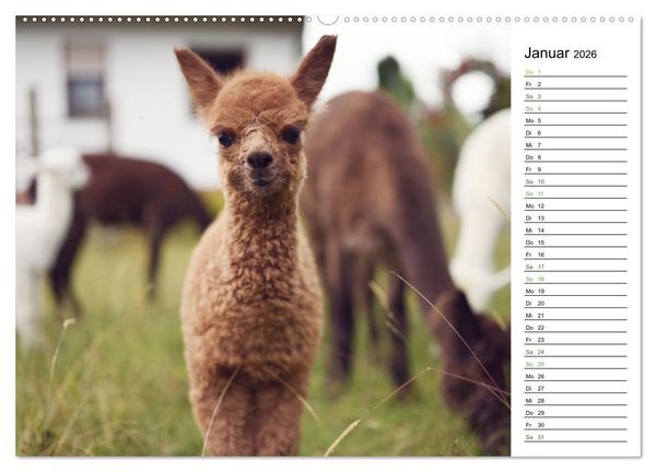 Produktbild: Alpakas im Paradies (Wandkalender 2026 DIN A2 quer), CALVENDO Monatskalender