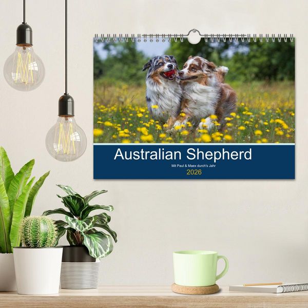 Produktbild: Australian Shepherd 2026 (Wandkalender 2026 DIN A4 quer), CALVENDO Monatskalender