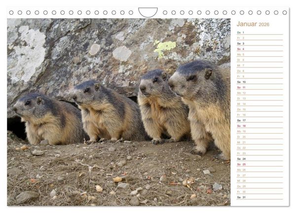 Produktbild: Wildlife - Verspielte Murmeltiere (Wandkalender 2026 DIN A4 quer), CALVENDO Monatskalender