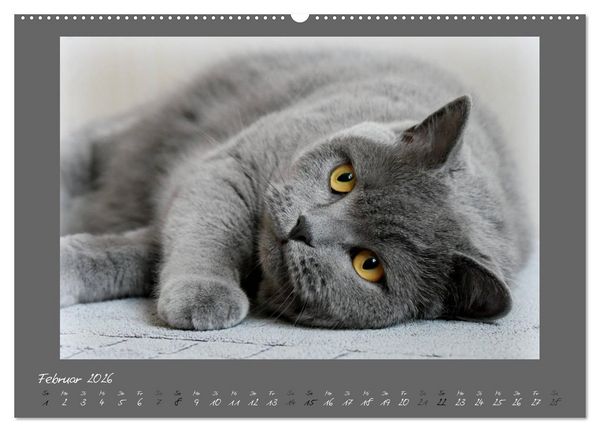 Produktbild: GRAUE ENGEL Britischkurzhaar-Katzen (Wandkalender 2026 DIN A2 quer), CALVENDO Monatskalender