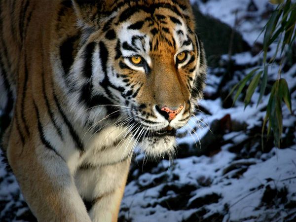 Produktbild: CALVENDO Puzzle Ein Motiv aus dem Kalender Tiger - die leisen J&auml;ger des Dschungels | 1000 Teile Lege-Gr&ouml;&szlig;e 64x48cm Foto-Puzzle f&uuml;r gl&uuml;ckliche Stunden
