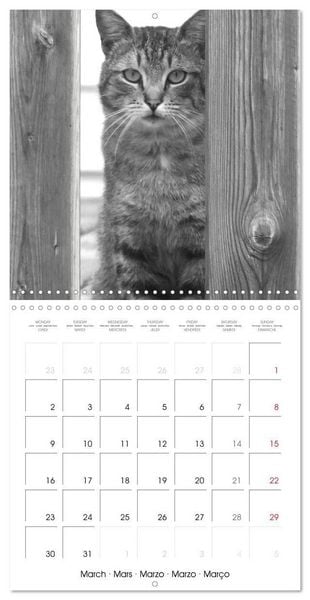 Produktbild: Black and white cat whispers (Wall Calendar 2026 12 &times; 12 Inch) CALVENDO 12 Month Wall Calendar