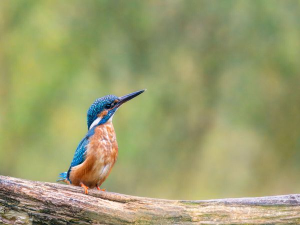 Produktbild: CALVENDO Puzzle Eisvogel auf seinem Ast | 1000 Teile Lege-Gr&ouml;&szlig;e 64x48cm Foto-Puzzle f&uuml;r gl&uuml;ckliche Stunden
