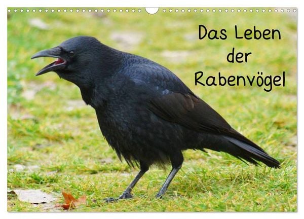 Produktbild: Das Leben der Rabenv&ouml;gel (Wandkalender 2026 DIN A3 quer), CALVENDO Monatskalender