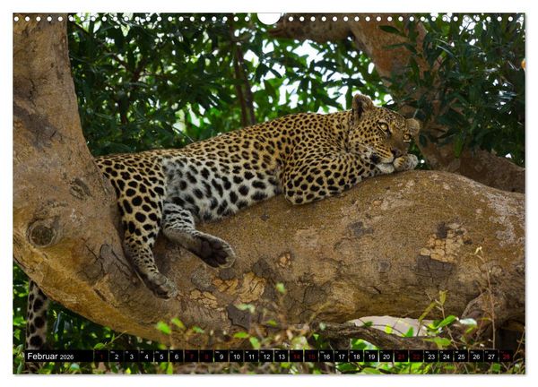 Produktbild: Tansania - Tierwanderung in der Serengeti (Wandkalender 2026 DIN A3 quer), CALVENDO Monatskalender
