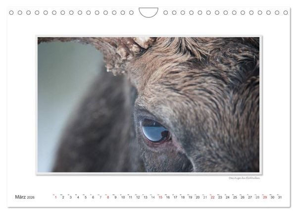Produktbild: Emotionale Momente: Europ&auml;ischer Elch. / CH-Version (Wandkalender 2026 DIN A4 quer), CALVENDO Monatskalender