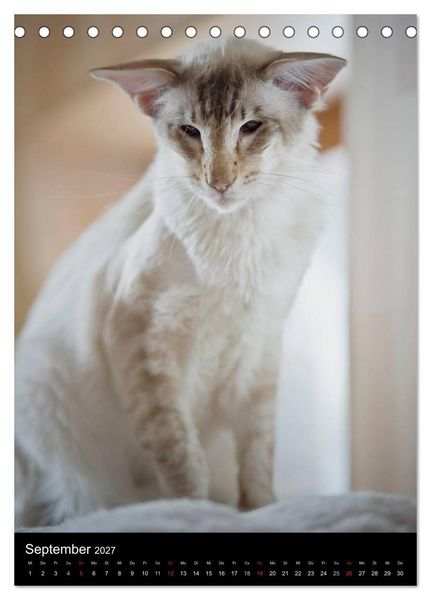 Produktbild: Orientalische Katzen 2027 (Tischkalender 2027 DIN A5 hoch), CALVENDO Monatskalender