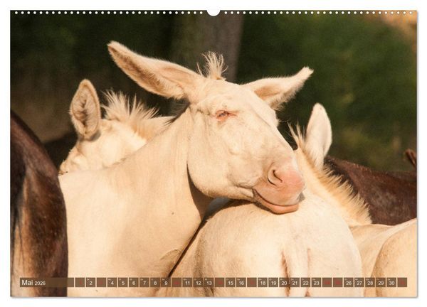 Produktbild: Lichtbringer - &Ouml;sterreichisch-Ungarische Barockesel (hochwertiger Premium Wandkalender 2026 DIN A2 quer), Kunstdruck in Hochglanz