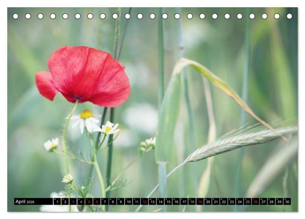 Produktbild: Mohnblumen (Tischkalender 2026 DIN A5 quer), CALVENDO Monatskalender