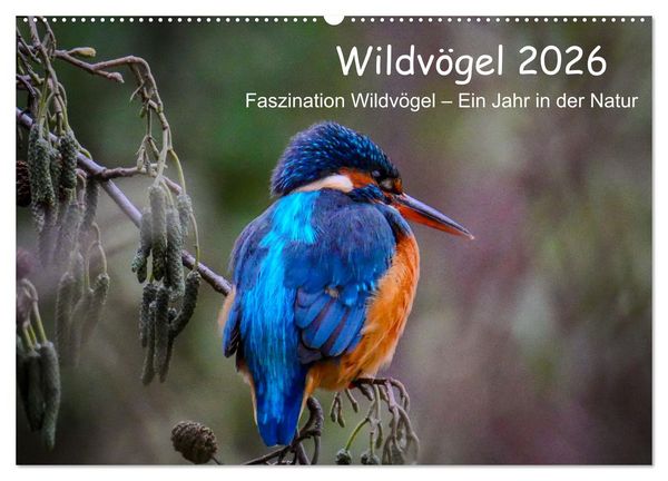 Produktbild: Wildv&ouml;gel 2026 (Wandkalender 2026 DIN A2 quer), CALVENDO Monatskalender