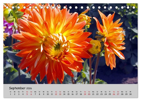 Produktbild: Blumen &uuml;berall, zur Freude Menschen (Tischkalender 2026 DIN A5 quer), CALVENDO Monatskalender