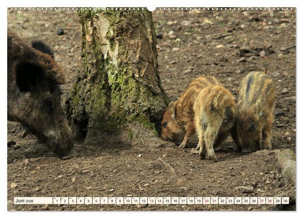 Produktbild: Wildschweine - Tiere aus unseren W&auml;ldern (Wandkalender 2026 DIN A2 quer), CALVENDO Monatskalender