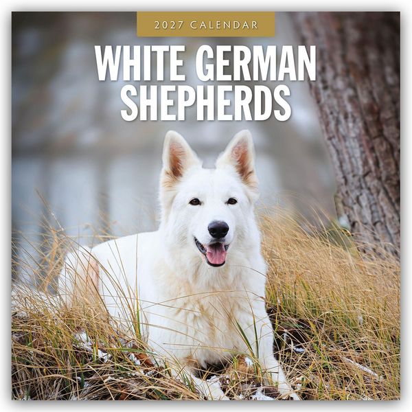Produktbild: White German Shepherds &ndash; Wei&szlig;er Deutscher Sch&auml;ferhund 2027 &ndash; 16-Monatskalender