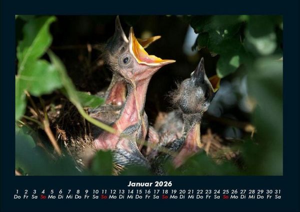 Produktbild: Vogelparadies 2026 Fotokalender DIN A4