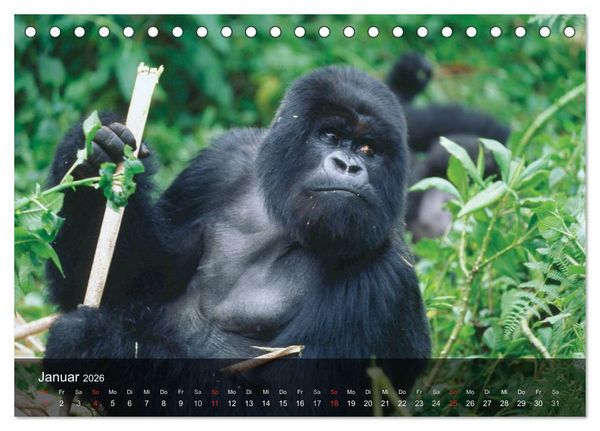Produktbild: Gorillas. Friedliebende Kraftpakete (Tischkalender 2026 DIN A5 quer), CALVENDO Monatskalender