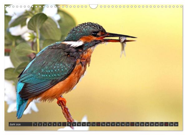 Produktbild: Der Eisvogel (Wandkalender 2026 DIN A3 quer), CALVENDO Monatskalender