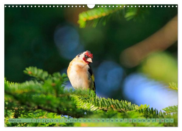 Produktbild: Distelfink (Wandkalender 2026 DIN A3 quer), CALVENDO Monatskalender